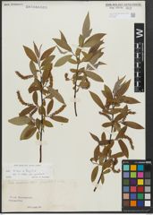 Foto von Salix alba L. x Salix fragilis L.